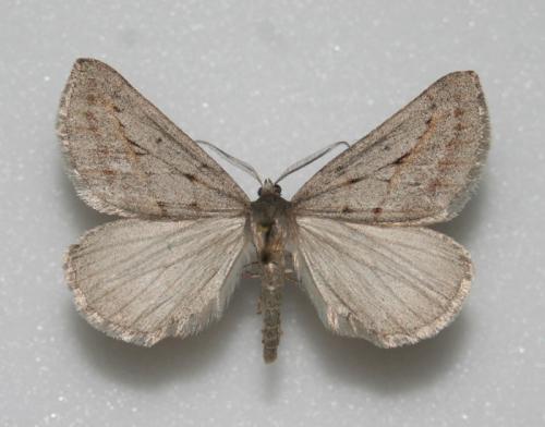 Chemerina caliginearia
