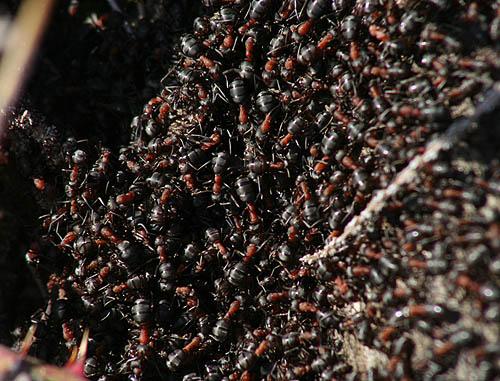 Formica sp.