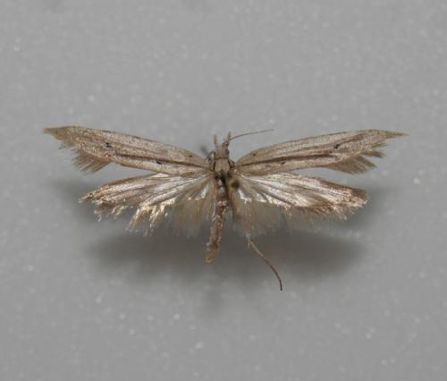 Réf. 7 453 : Ypsolopha mucronella