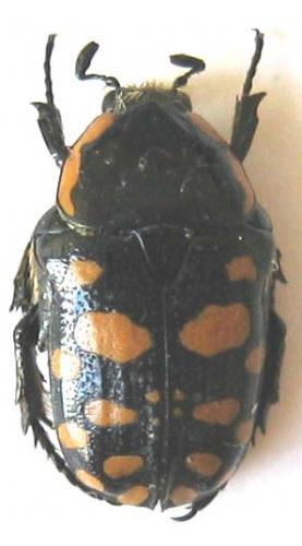 Phoxomela umbrosa