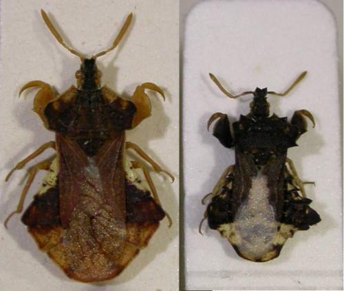 Phymata divers