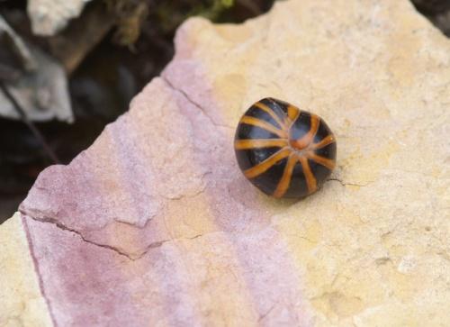 Glomeris annulata