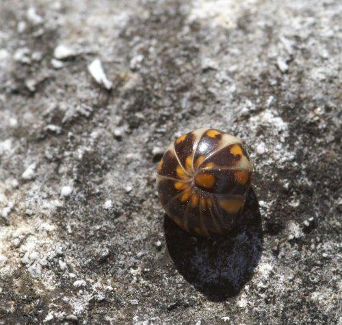Glomeris valesiaca