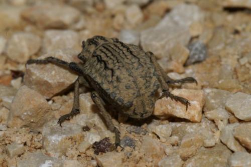 Brachycerus undatus