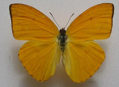 Phoebis argante larra
