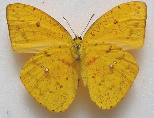 Phoebis argante larra