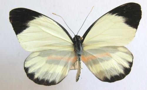 Réf. 7 666 : Perrhybris pamela