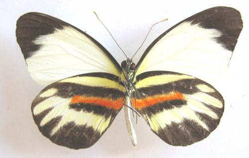 Réf. 7 667 : Perrhybris pamela