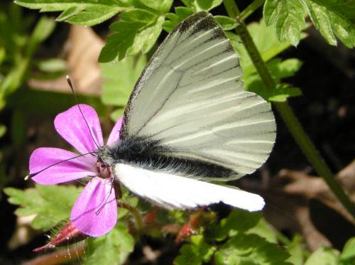 Pieris napi