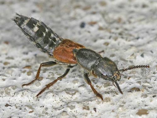 Réf. 7 917 : Platydracus stercorarius