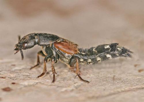 Platydracus stercorarius