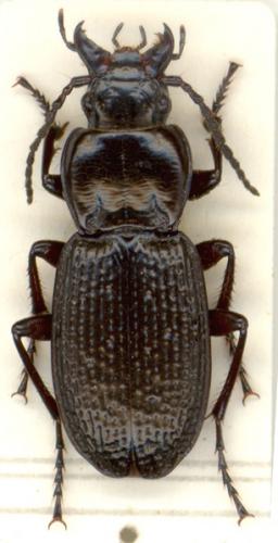 Pterostichus cribratus