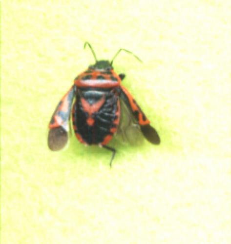 Eurydema ornata