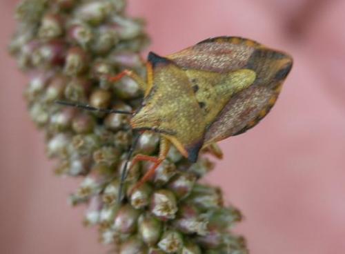Carpocoris mediterraneus atlanticus