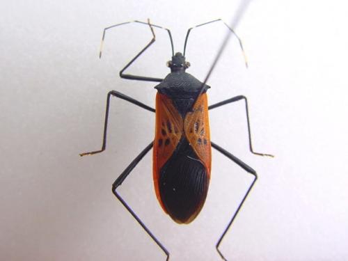 Leptoscelis bipustulatus