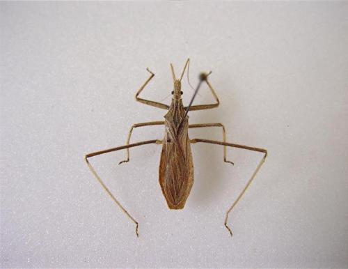 Oncocephalus sp.