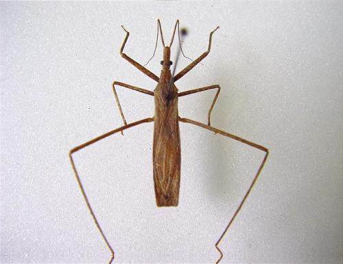 Sastrapada sp.