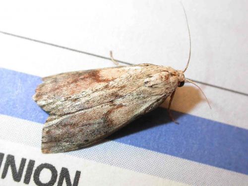 Aphomia sociella