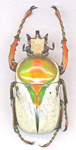 Rhamphorrhina bertolonii