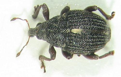 Rhinoncus henningsi