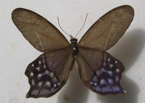 Réf. 7 145 : Pierella hyalinus
