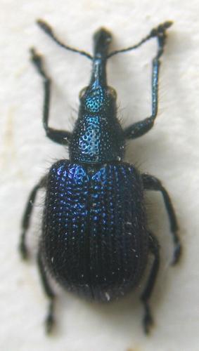 Involvulus caeruleus