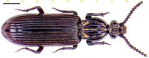 Rhysodes sulcatus