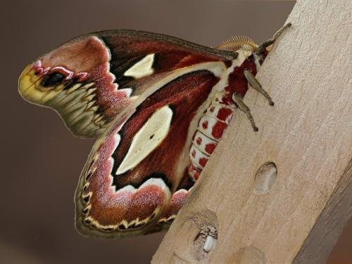 Réf. 7 741 : Rothschildia jacobaeae