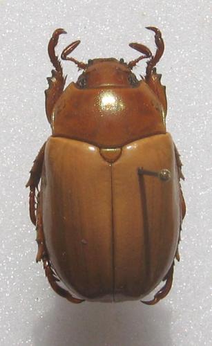 Réf. 7 185 : Pelidnota durantonorum
