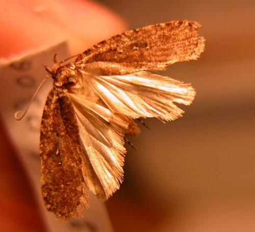 Agonopterix propinquella