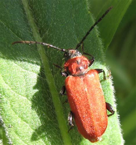 Pyrrhidium sanguineum