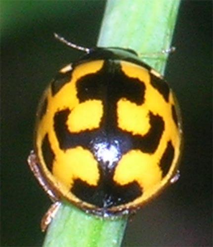 Réf. 7 572 : Propylea quatuordecimpunctata