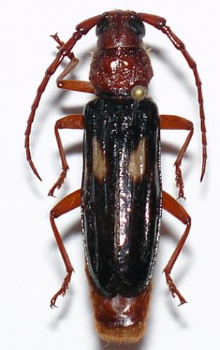 Réf. 7 054 : Torneutopsis translucidus