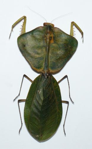 Choeradodis strumaria