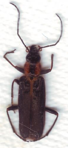 Nacerdes sp.