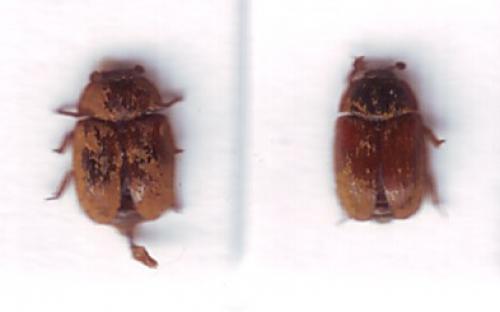 Pocadius sp.