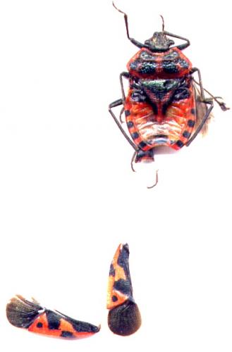 Réf. 7 140 : Eurydema ventralis