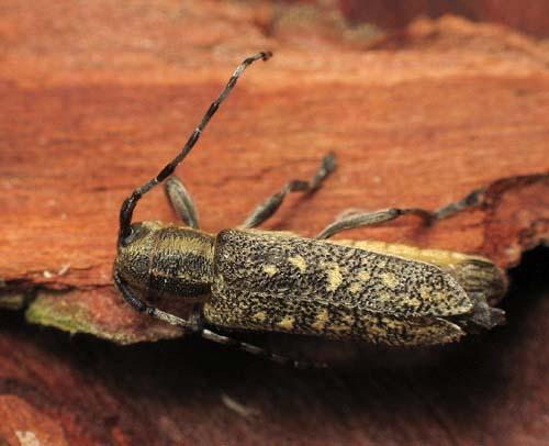 Saperda populnea