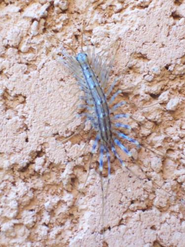 Scutigera coleoptrata
