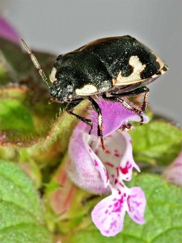 Tritomegas bicolor