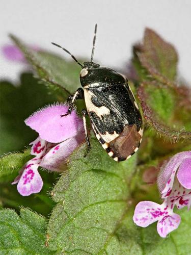 Réf. 7 733 : Tritomegas bicolor
