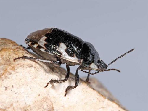 Réf. 7 734 : Tritomegas bicolor