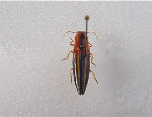 Semiotus furcatus