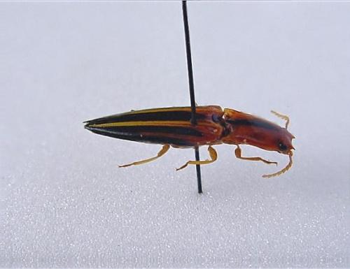 Semiotus furcatus