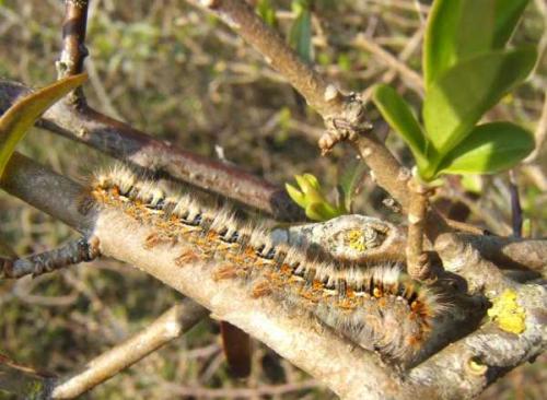 Lasiocampa quercus
