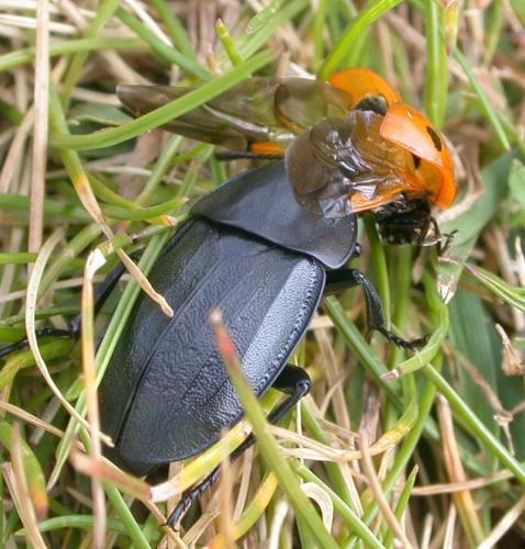 Réf. 7 165 : Silpha sp.