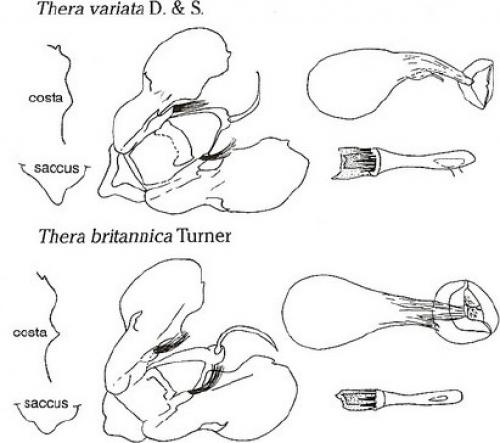 Thera divers