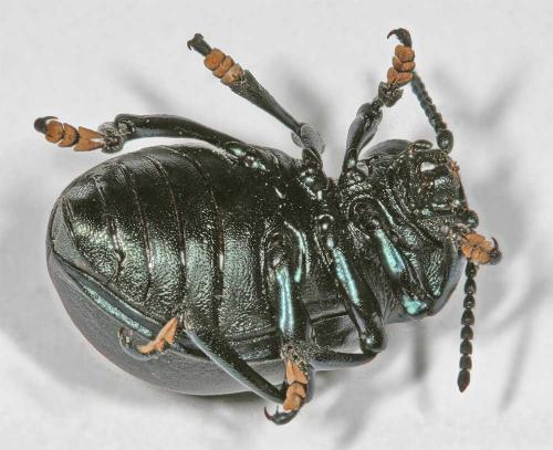 Timarcha tenebricosa