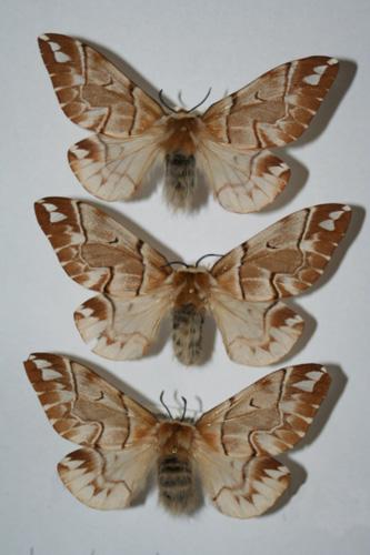 Endromis versicolora