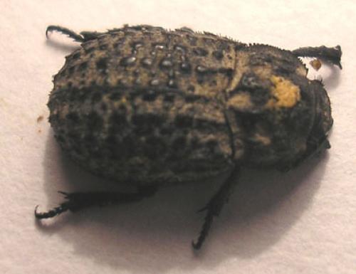 Trox perlatus